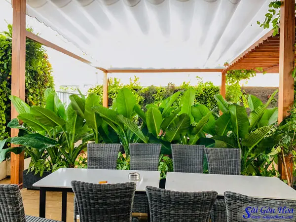 Giải ph&aacute;p trồng c&acirc;y tr&ecirc;n ban c&ocirc;ng, s&acirc;n thượng